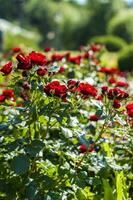 Red roses on a flower bed on a sunny day. Close-up on blurred greenery with copying of space, using as a background the natural landscape, ecology, photo