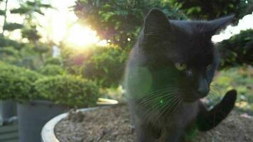 noir chat et le le coucher du soleil lent mouvement métrage video