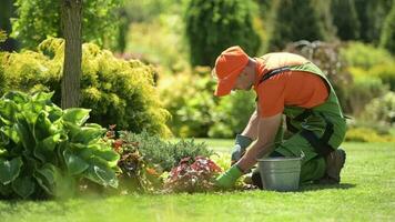 caucásico jardinero durante primavera hora limpieza trabajo en un jardín. video