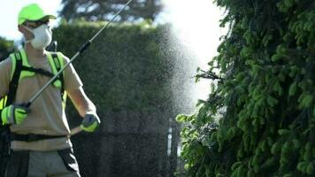caucásico jardinero con profesional insecticida pulverización equipo. jardín plantas insecticida. video