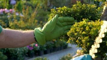 topiary växter trimning förbi trädgårdsmästare närbild långsam rörelse video