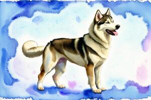 Watercolor painting of the Energetic and Loyal Alaskan Husky. A True Sled Dog and Outdoor Companion. photo