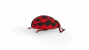 ladybug on white background video