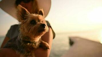 Woman with Silky Terrier Dog in Her Hand on Vacation video