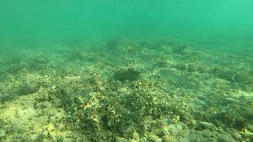 carlin île méditerranéen Marin la vie sous-marin dans croate côte video