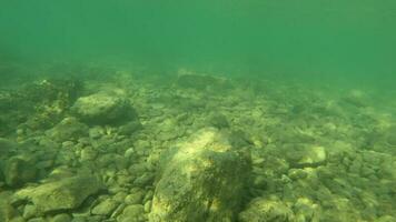 Northern Croatian Sea Life Underwater Footage video