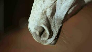 Breathing Horse. Nose Closeup in Slow Motion video