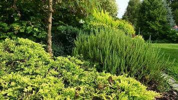 variedad de plantas en cama de flores. video