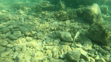 embaixo da agua croata marinho vida video