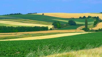 cênico campo panorama. agricultura tema. video