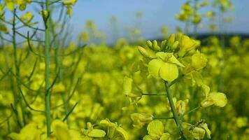 proche en haut vue de vibrant Jaune colza fleurs balancement dans doux brise sur vaste les terres agricoles. video