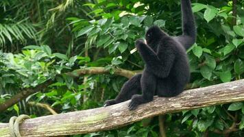 Preto macaco sobe videiras e árvores dentro jardim zoológico video