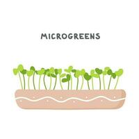 Fresh organic micro green superfoods arugula growing in a pot. Young sprouts. Healthy, vegetarian food. Raw sprouts, microgreens, healthy eating concept. Vector illustration