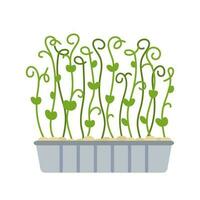 Microgreens pea growing in a plastic container. Fresh young sprouts . Microgreen healthy food. Vegetarian food. Raw sprouts, microgreens, healthy eating concept. Vector illustration