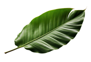 Beautiful and photorealistic leaf on transparent background. Close-up view. Part of plant. Cut out graphic design element as . . png