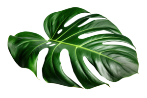 Beautiful and photorealistic monstera leaf on transparent background, as . Close-up view. Exotic plant. Cut out graphic design element. . png