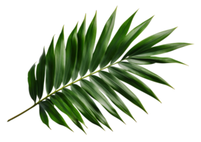 Beautiful and photorealistic palm leaf on transparent background. Close-up view. Part of plant. Cut out graphic design element as . . png