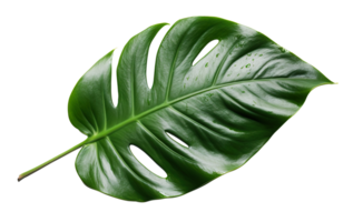 magnifique et photoréaliste monstera feuille sur transparent arrière-plan, comme png. fermer voir. exotique plante. Couper en dehors graphique conception élément. génératif ai. png