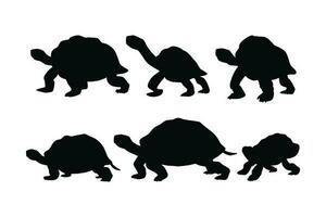 Tortoise walking in different positions, silhouette set vector. Big tortoise silhouette collection on a white background. Wild sea creatures like tortoises or turtles, full body silhouette bundles. vector