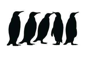 Penguin standing in different positions, silhouette set vector. Adult penguin silhouette collection on a white background. Arctic bird and creature full body silhouette bundle in dark color. vector