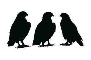 Hawk standing in different positions, silhouette set vector. Adult hawk silhouette collection on a white background. Carnivore birds like eagles, falcons, and hawks full body silhouette bundle. vector