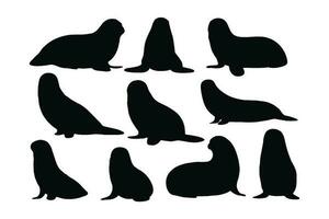 Seals sitting in different positions, silhouette set vector. Small sea lion silhouette collection on a white background. Beautiful sea creatures like seals or sea lions, full body silhouette bundles. vector