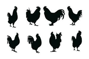 Roosters standing in different positions, silhouette set vector. Big rooster silhouette collection on a white background. Cute domestic animals like roasters or fowl, full body silhouette bundles. vector