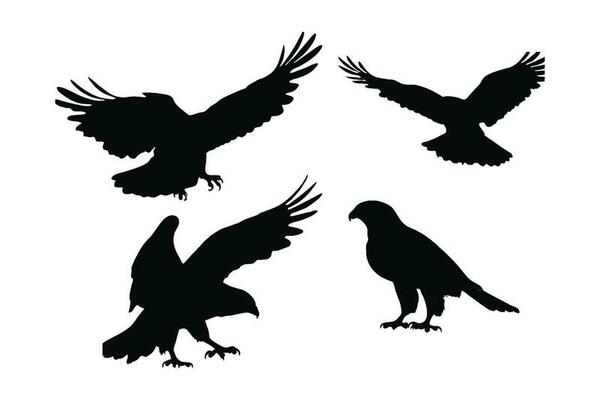 Hawk Silhouette Vector Art, Icons, and Graphics for Free Download