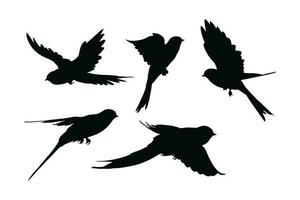 Swallows flying silhouette bundle design. Wild Swallows vector design on a white background. Beautiful bird flying silhouette set vector. small bird in different positions silhouette collection.