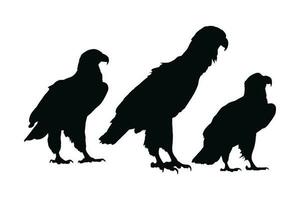 Wild eagle vector design on a white background. Falcon sitting silhouette bundle design. Eagle sitting silhouette set vector. Hawk sitting in different positions silhouette collection.