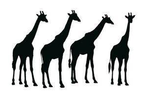 Tall giraffe silhouette bundle. Giraffe standing silhouette set vector. Wild giraffe walking silhouette bundle design. Wild Camelopard vector on a white background. Camelopard in different positions.