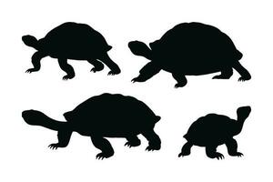 hermosa tortuga caminando y en pie en diferente posiciones. salvaje tortugas caminando, siluetas en un blanco antecedentes. Tortuga lleno cuerpo silueta recopilación. salvaje tortuga silueta manojo. vector