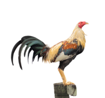 Philippine fighting cock perched on a log png