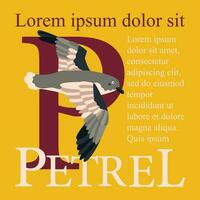 Poster, banner with petrel bird and text. Poster layout design. vector