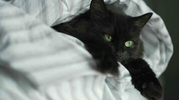 Black fluffy cat with green eyes lies wrapped in a blanket with its paws out. Slow motion video