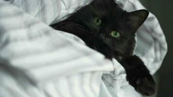 Black fluffy cat with green eyes lies wrapped in a blanket with its paws out. Slow motion video