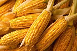 Ripe raw corn ears, autumn harvest, photo