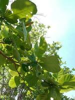 Low angle shot of tree branches with bright green leaves in a blue sky photo