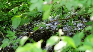 idílico Arroyo flotante calma mediante un verde bosque paisaje con pequeño olas y piedras en el calma río muestra relajante excursionismo turismo con claro agua y un maravilloso sano ambiente en movimiento video