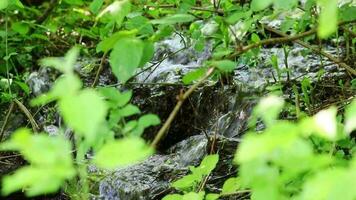 idilliaco torrente galleggiante calma attraverso un' verde foresta scenario con poco onde e pietre nel il calma fiume Spettacoli rilassante escursioni a piedi turismo con chiaro acqua e un' meraviglioso salutare ambiente nel movimento video