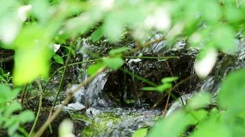 idyllisch kreek drijvend kalmte door een groen Woud landschap met weinig golven en stenen in de kalmte rivier- shows ontspannende wandelen toerisme met Doorzichtig water en een geweldig gezond milieu in beweging video