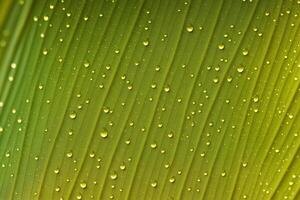 Water drop background. Dancing Droplets. A Serenade of Liquid Elegance. photo