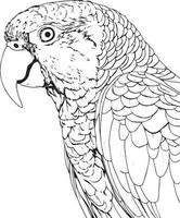 Parrot bird illustration, cute parrot coloring page for kids and adult, parrot mascot logo, parrot bird vector design