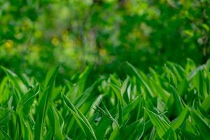 Green glade of lilies of the valley against the background of a spring forest with a magical bokeh effect. photo