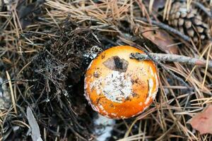 A small fly agaric with a red cap and white spots makes its way through the needles in the forest. Top view photo