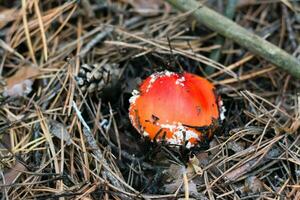 un pequeño mosca agárico con un rojo gorra y blanco lugares crece en un conífero bosque foto