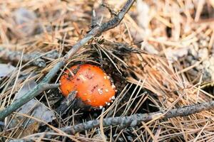 A small fly agaric with a red cap and white spots makes its way through the needles in the forest photo