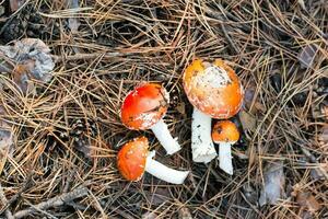 Fresh cut amanita on forest needles. Collection of mushrooms for microdosing. Top view photo