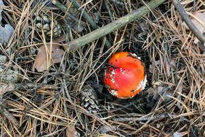 A small fly agaric with a red cap and white spots grows in a coniferous forest. Top view photo