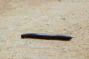 Millipedes or Diplopoda. Arthropods are characterized by having two pairs of jointed legs in most body segments. Kaki Seribu. photo